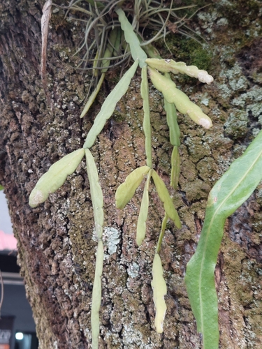 Image of Rhipsalis micrantha by (c) Daniel Mesa, some rights reserved (CC BY)