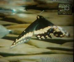Papilio indra