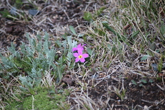 Primula angustifolia