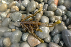 Splachnidium rugosum