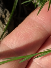 Linum virginianum