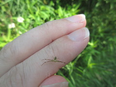 Misumessus oblongus