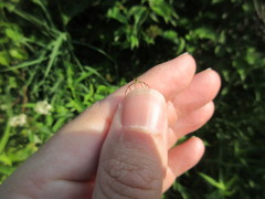 Misumessus oblongus