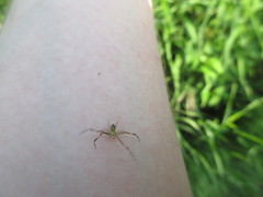 Misumessus oblongus