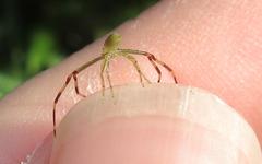 Misumessus oblongus
