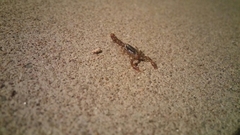 Superstitionia donensis