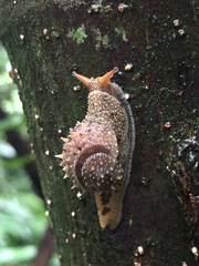 Megaustenia imperator