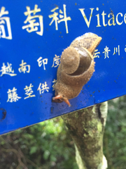 Megaustenia imperator