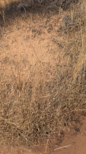 Image of Ring Muhly (Muhlenbergia torreyi) by (c) Darrin Gobble, some rights reserved (CC BY)