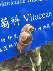 Megaustenia imperator