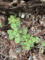 Oxalis tetraphylla
