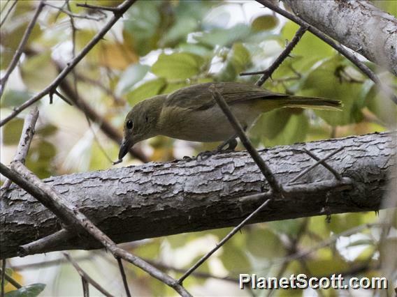 Fawn-breasted Whistler (Pachycephala orpheus), photo 1