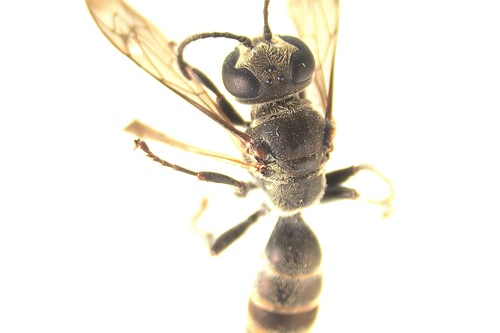 Pison marginatum observed 2023-11-13