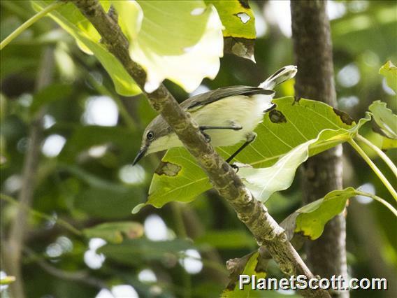 Plain Gerygone (Gerygone inornata), photo 1
