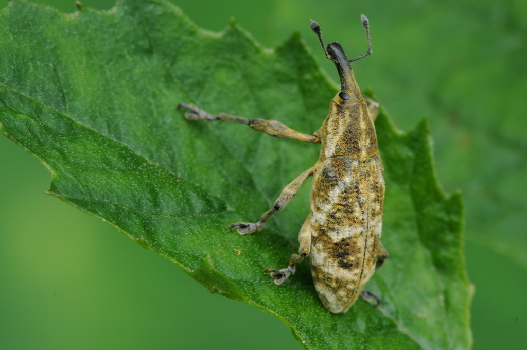 Lixus akonis