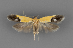 Triclonella xuthocelis