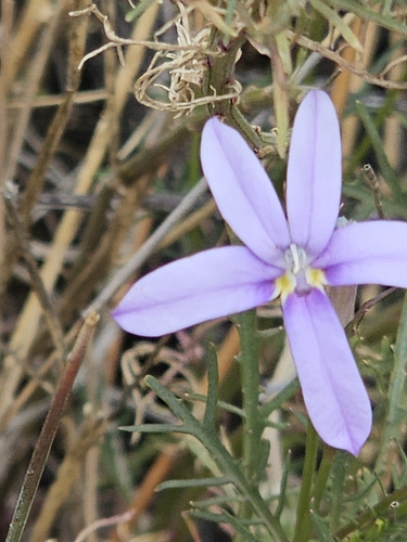 Image of Lithotoma axillaris by (c) Michael McBain, some rights reserved (CC BY)