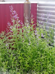 Nepeta sibirica