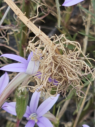 Image of Lithotoma axillaris by (c) Michael McBain, some rights reserved (CC BY)