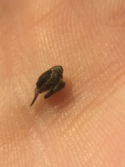 Mononychus vulpeculus