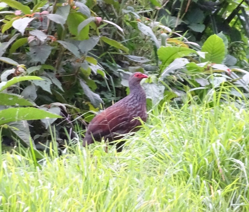Handsome Spurfowl (Pternistis nobilis), photo 4