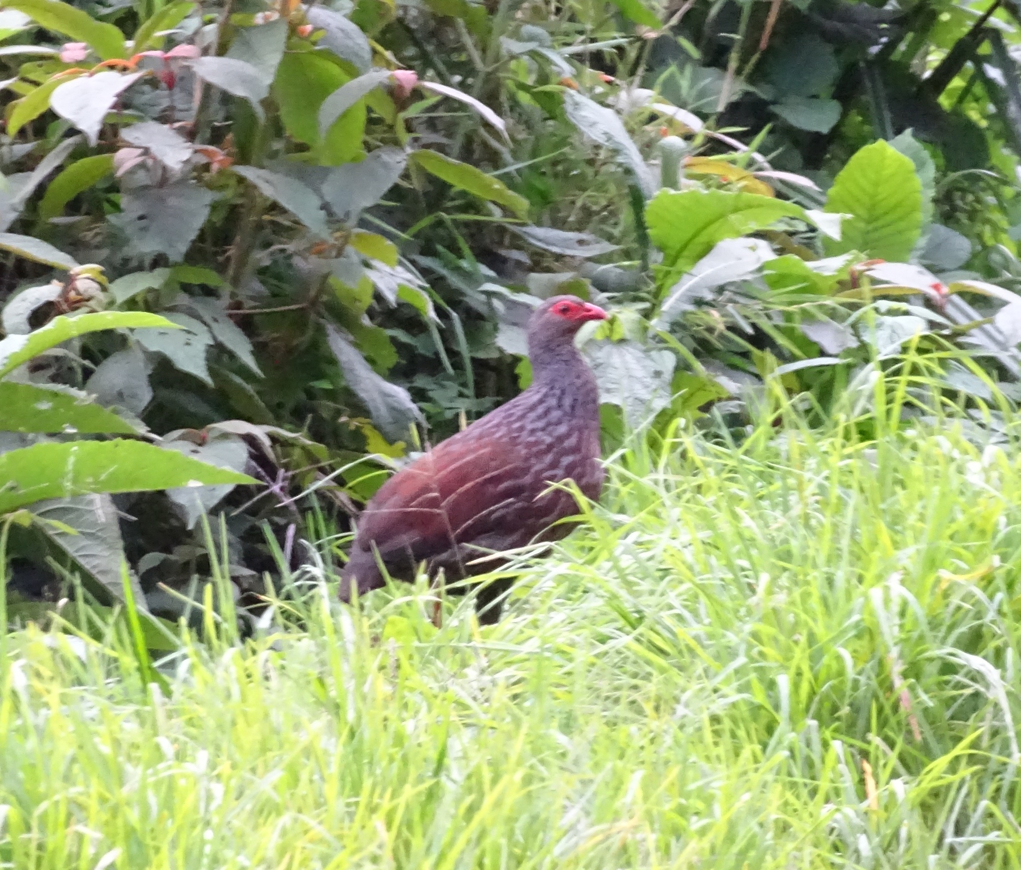 Handsome Spurfowl (Pternistis nobilis), photo 3