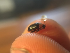 Disonycha xanthomelas