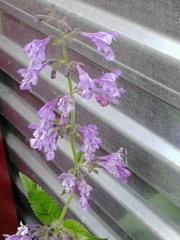 Nepeta sibirica
