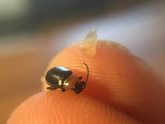 Disonycha xanthomelas