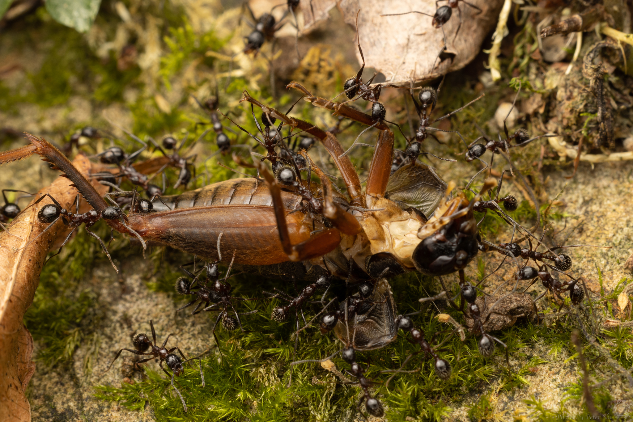 Aphaenogaster xuantian