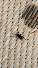 Castianeira descripta