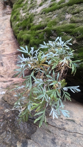 Image of Artemisia ruthiae by (c) Darrin Gobble, some rights reserved (CC BY)