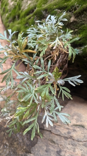 Image of Artemisia ruthiae by (c) Darrin Gobble, some rights reserved (CC BY)