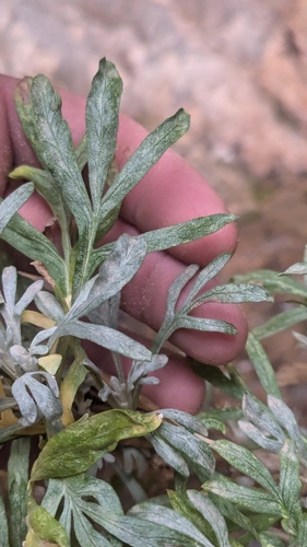 Image of Artemisia ruthiae by (c) Darrin Gobble, some rights reserved (CC BY)