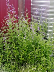 Nepeta sibirica