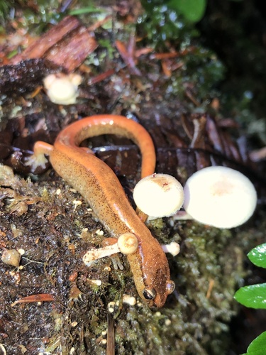 Western Red-backed Salamander