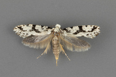 Nemapogon defectella