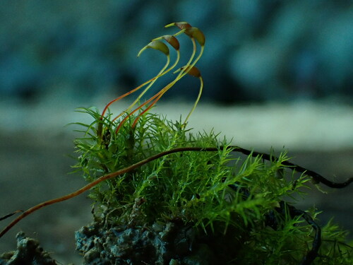 Dicranella schreberiana, 2024-10-24