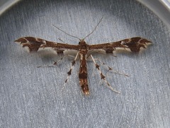 Geina periscelidactylus