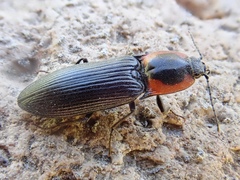 Selatosomus edwardsi