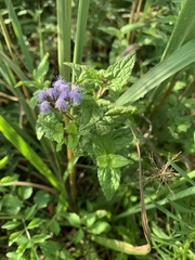 Conoclinium coelestinum image