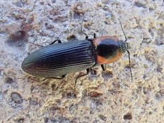 Selatosomus edwardsi