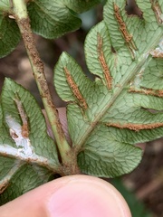 Woodwardia japonica, photograph (c) Daniel J. Layton, some rights reserved (CC BY)