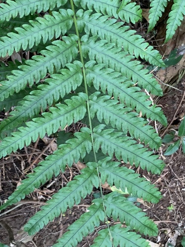 Woodwardia japonica, photograph 4