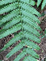 Woodwardia japonica, photograph (c) Daniel J. Layton, some rights reserved (CC BY)