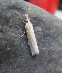 Crambus girardellus