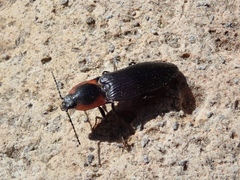 Selatosomus edwardsi