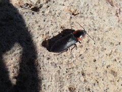 Selatosomus edwardsi