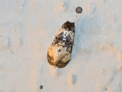 Phalonidia memoranda