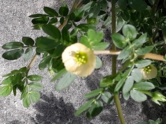 Kallstroemia maxima